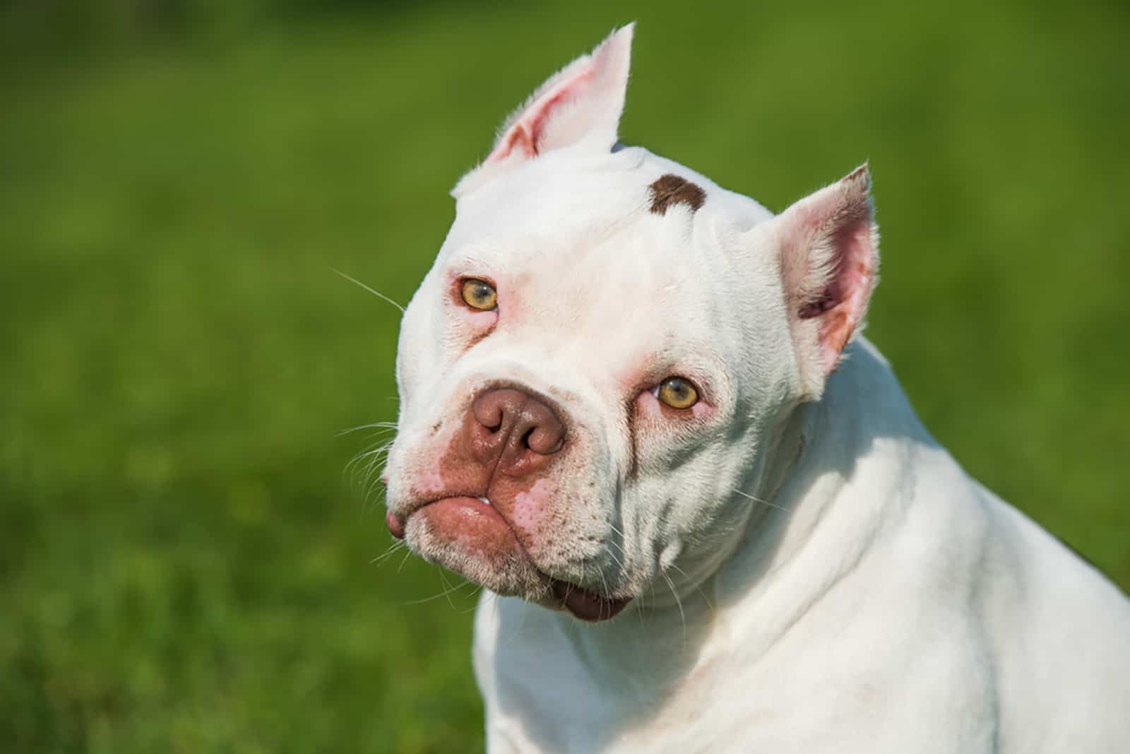 cachorro perro americano bully blanco con orejas cortadas