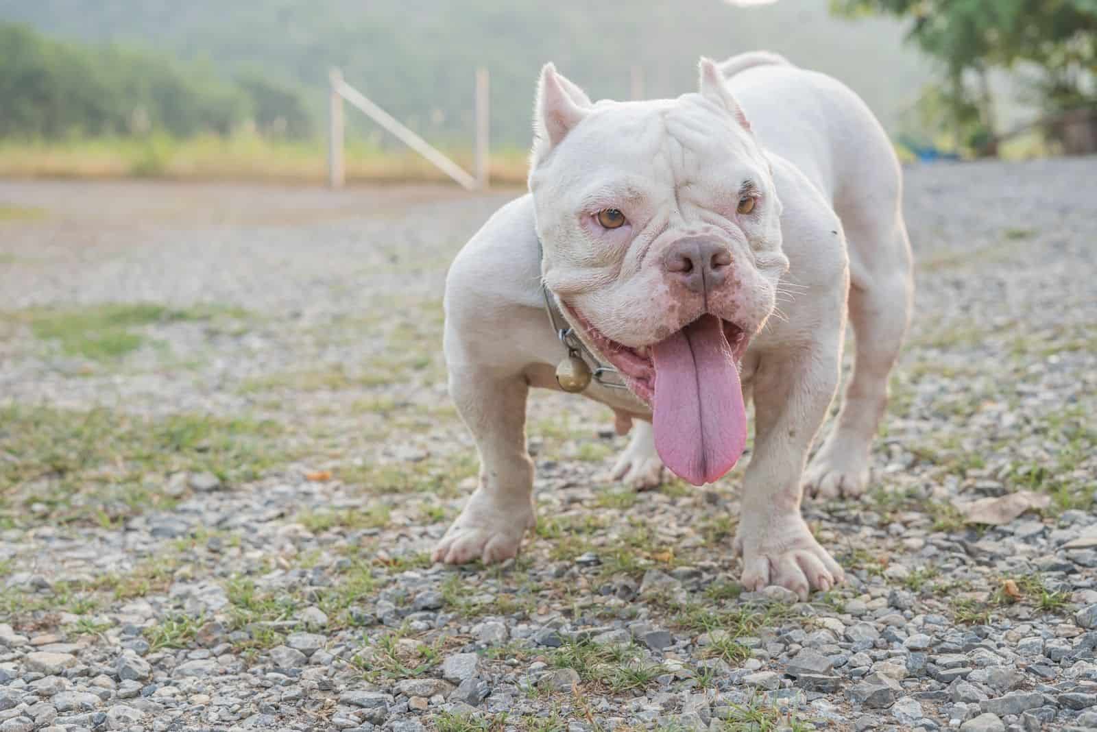 bully americano exótico blanco parado al aire libre sacando la lengua