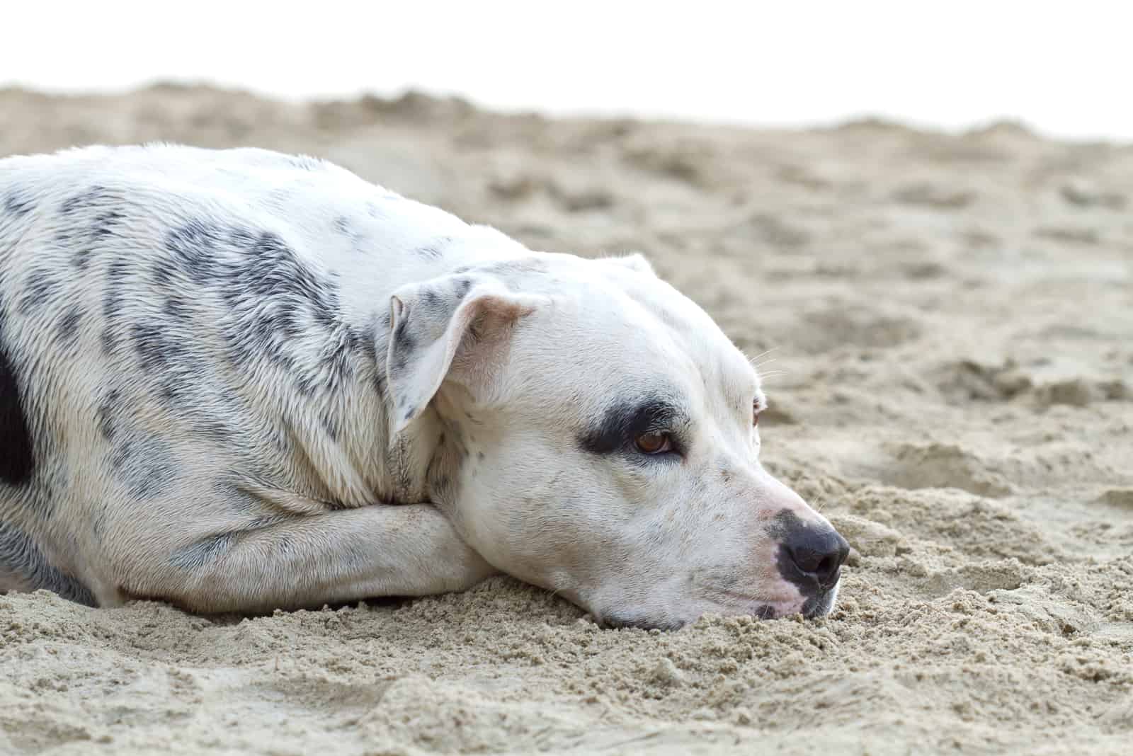 american pitbull terrier blanco