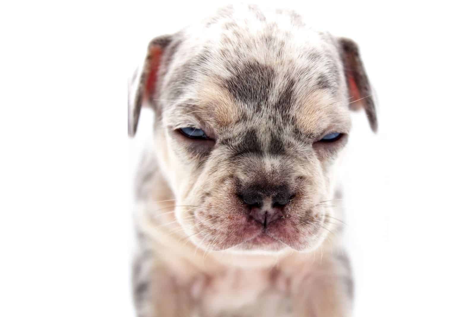 bulldog de pelaje corto blanco y marrón sobre fondo blanco