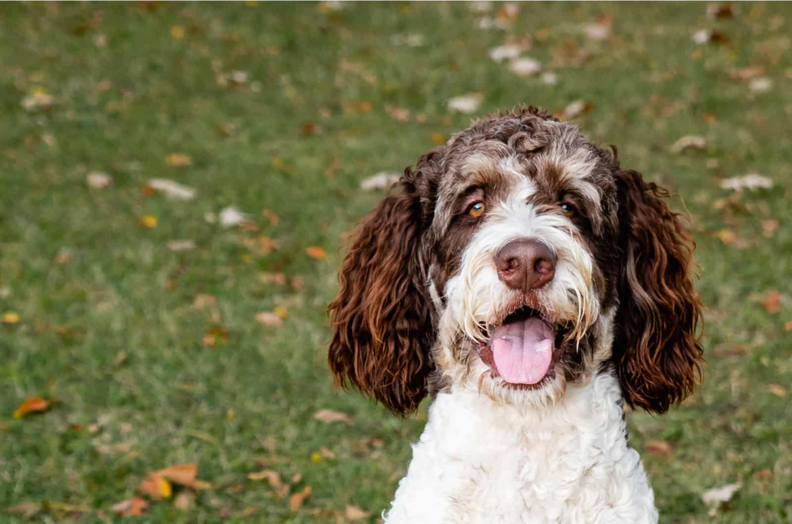 bernedoodle blanco y marrón