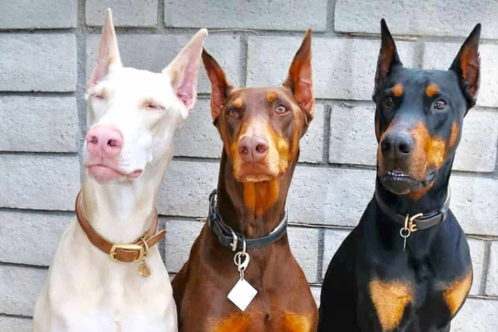Dobermans blancos, negros y marrones sentados