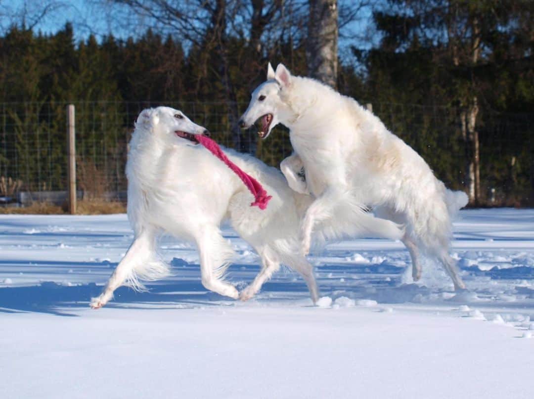 borzoi blanco jugando en la nieve
