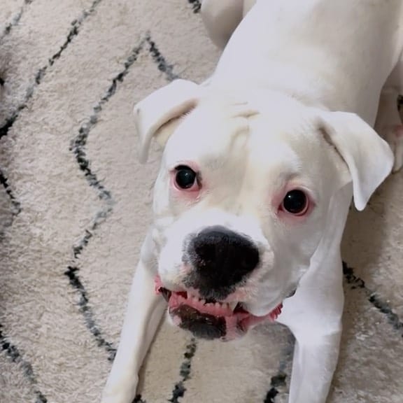 Perro boxer blanco