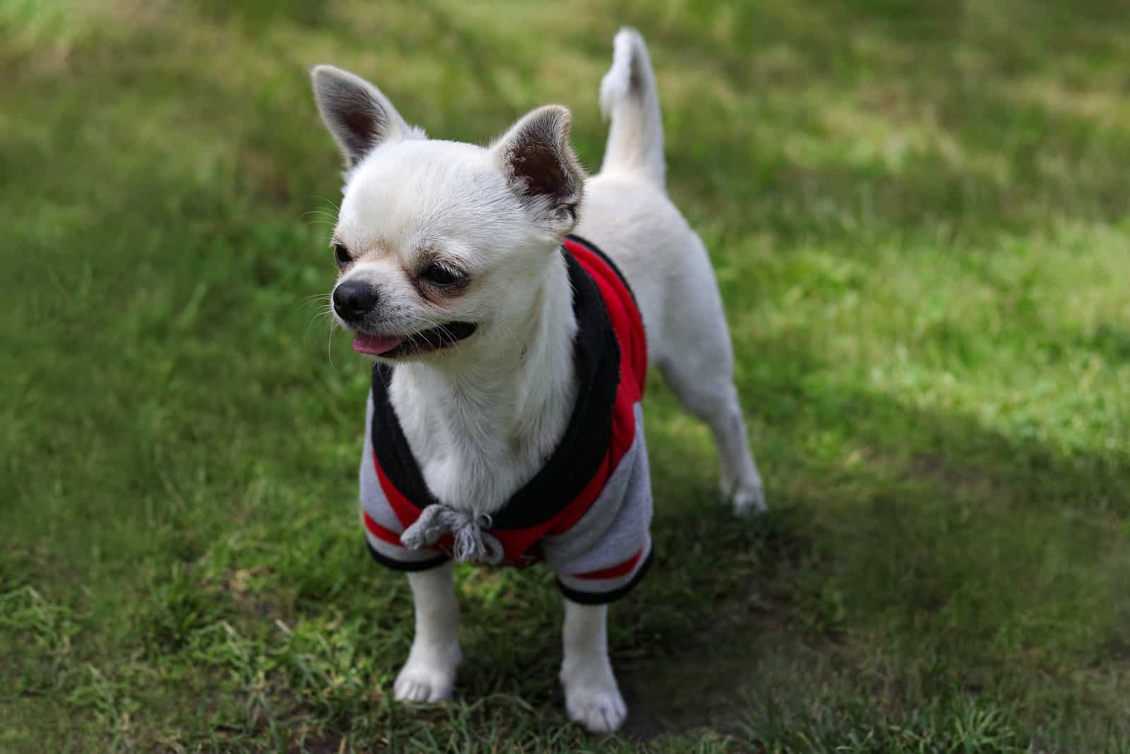 chihuahua blanco en la hierba