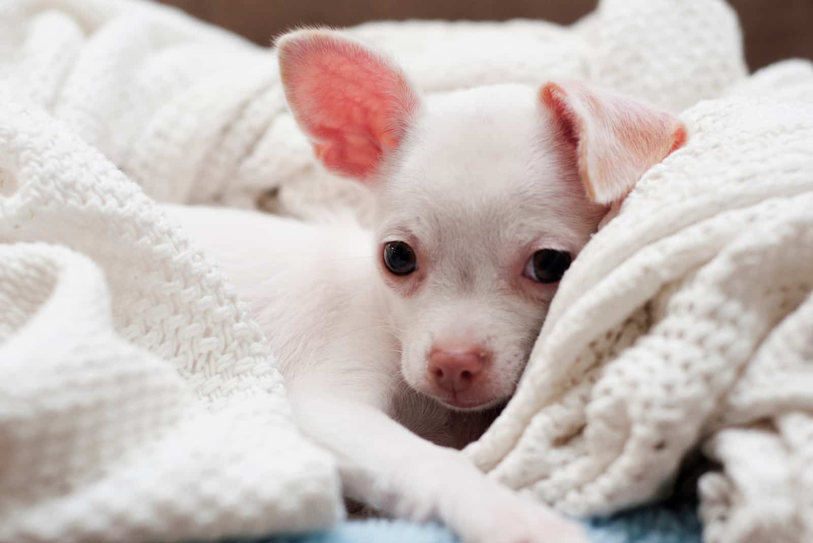 chihuahua blanco acostado en una manta