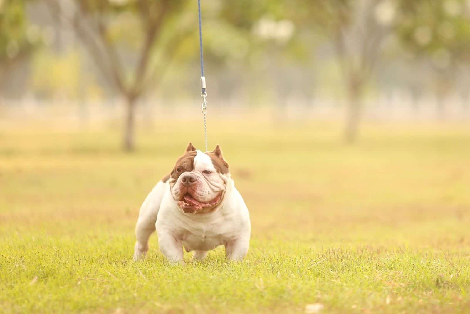 micro exotic bully chocolate blanco con correa caminando al aire libre