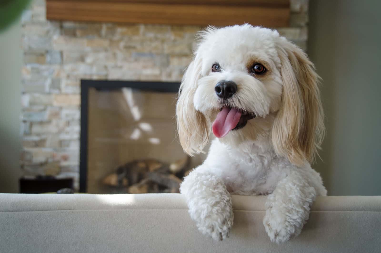 Cockapoo blanco de pie sobre el sofá