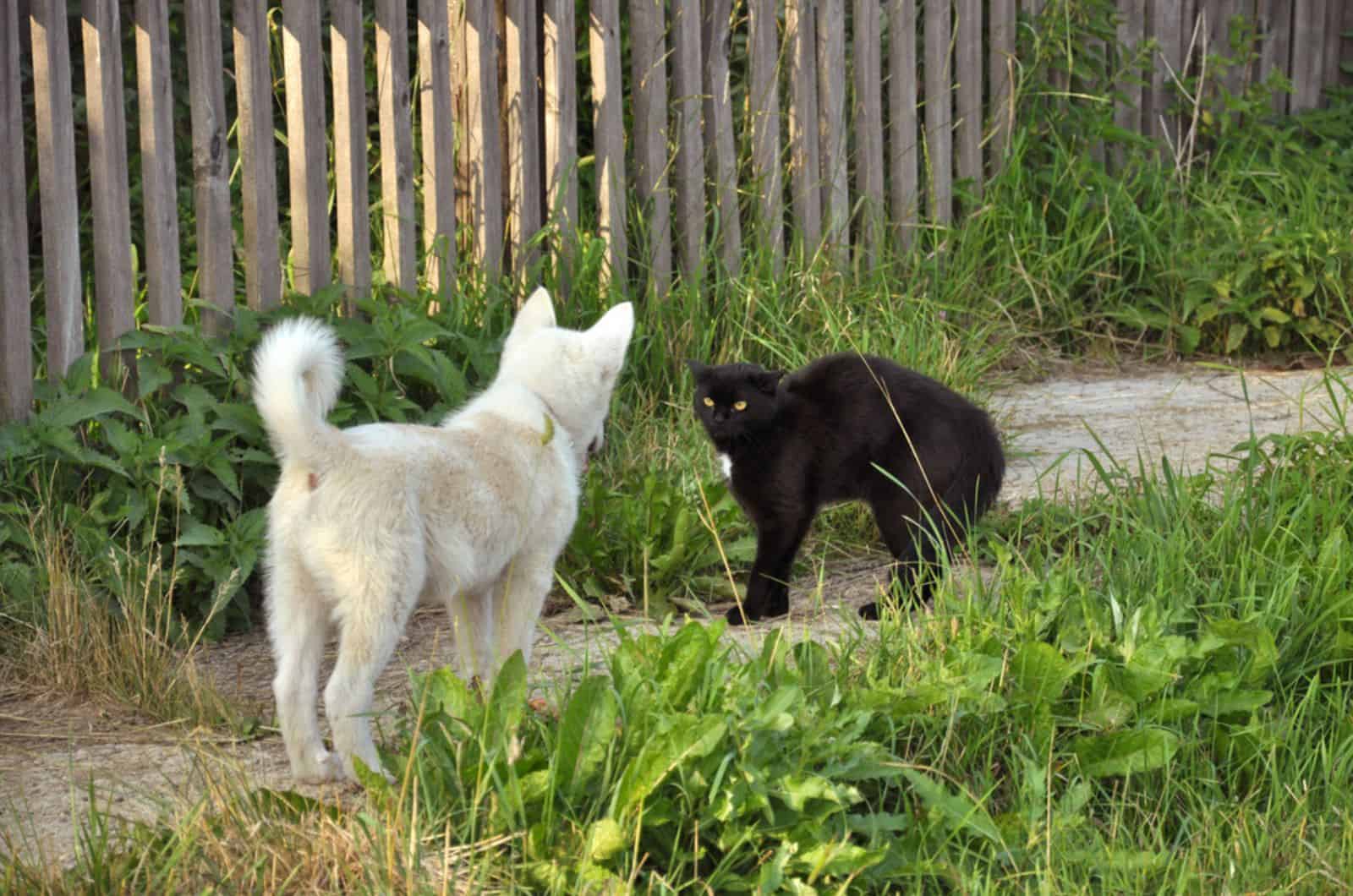 perro blanco y gato negro mirándose en el jardín