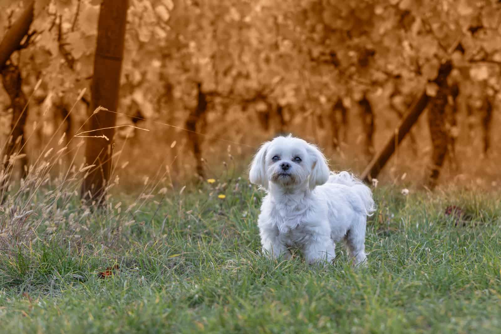 perro maltés blanco en un prado