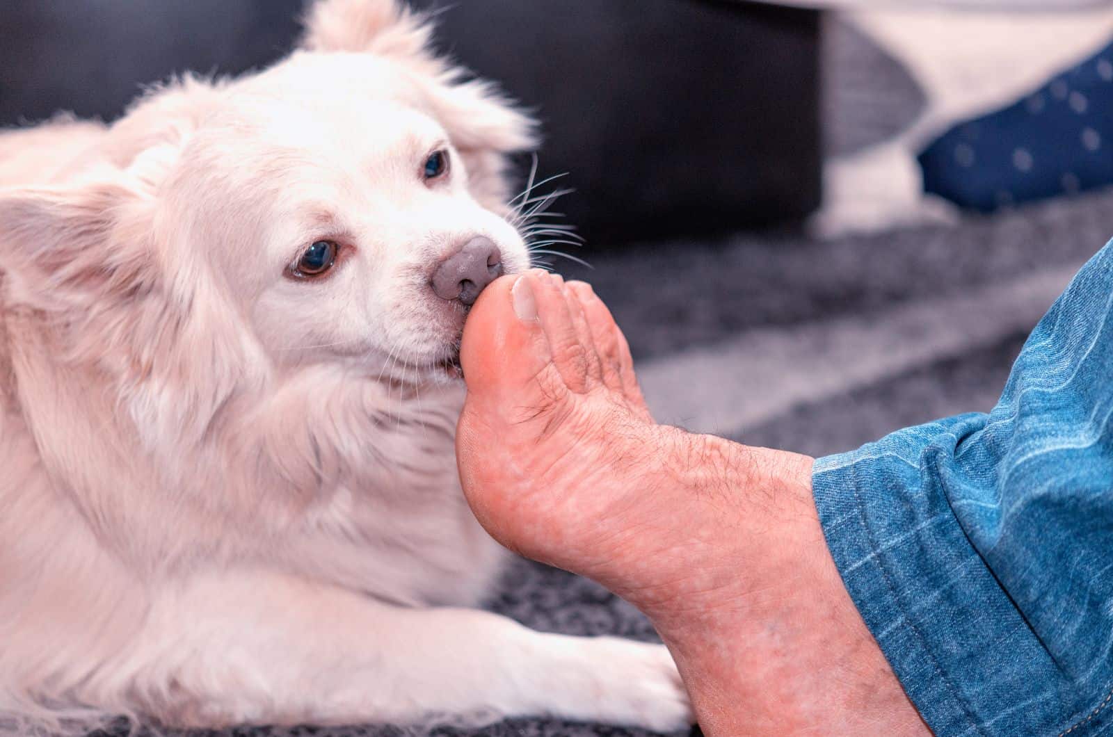 perro blanco lamiendo los pies del dueño