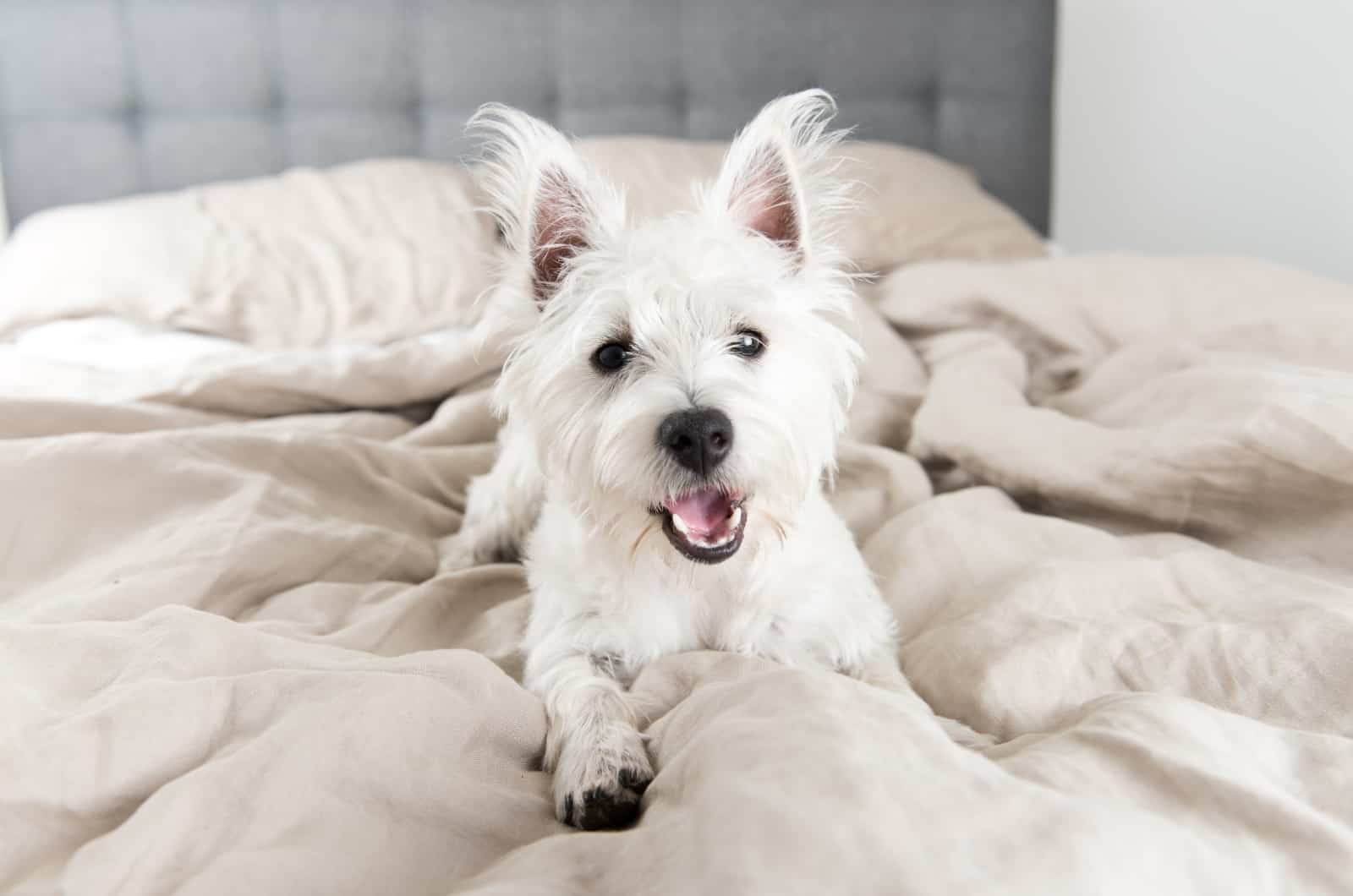 perro blanco acostado en la cama