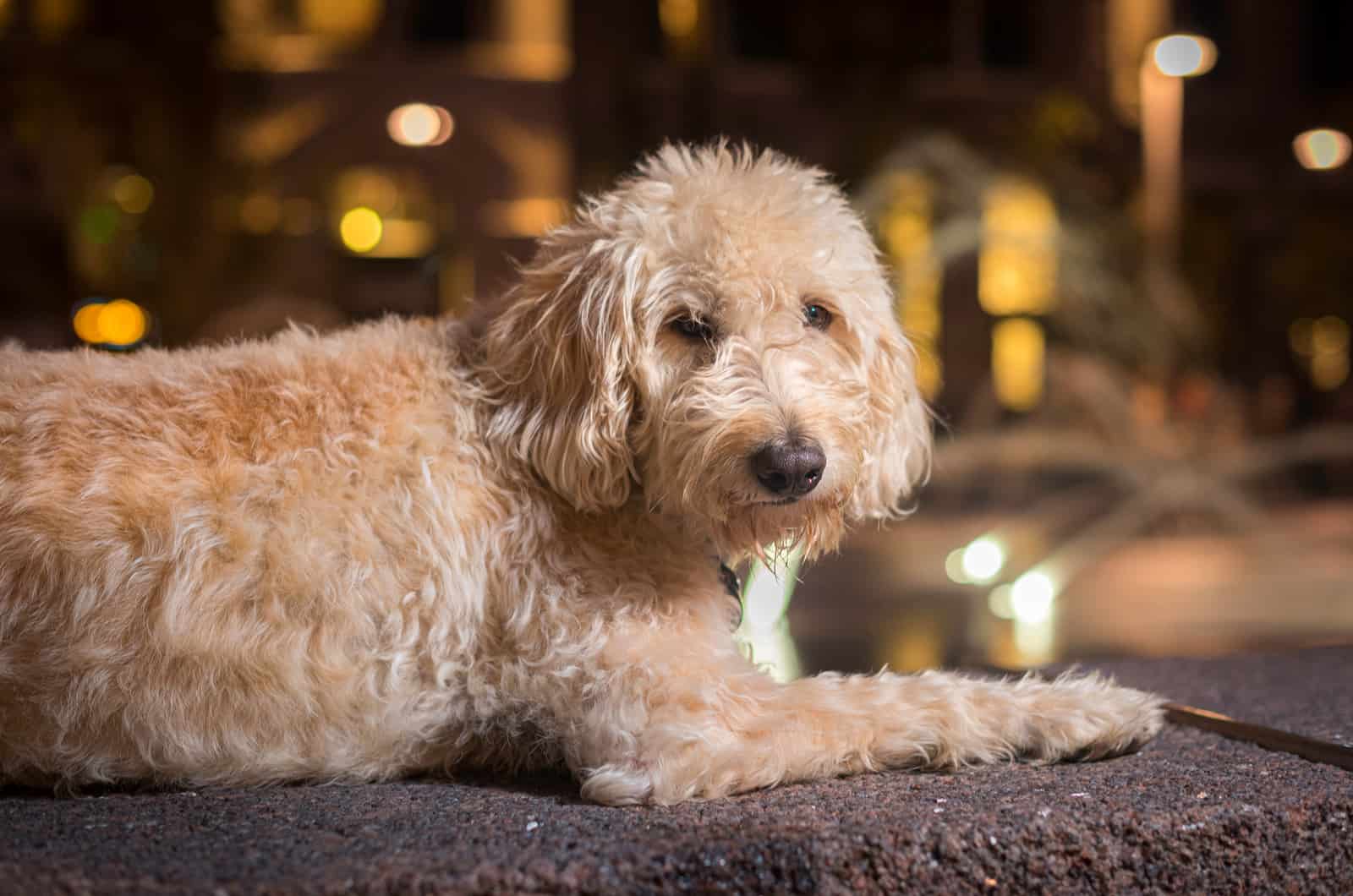 perro blanco acostado sobre muro