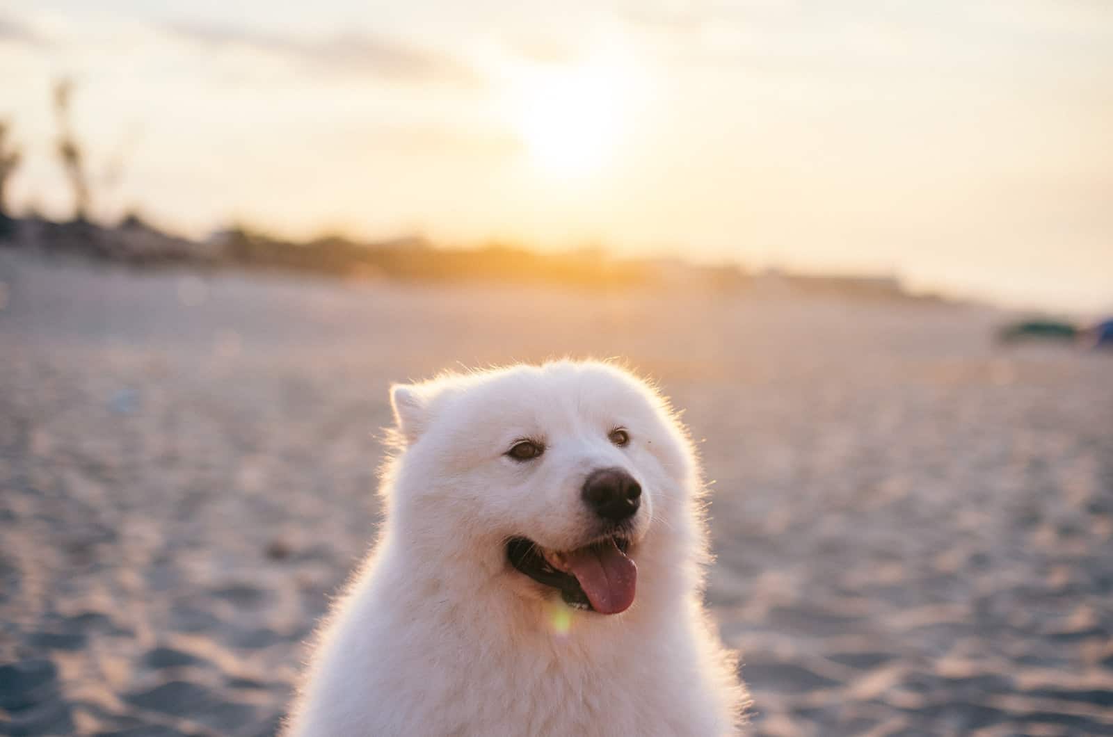 perro blanco fotografiado durante el atardecer