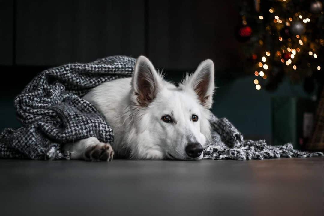 perro blanco bajo una manta