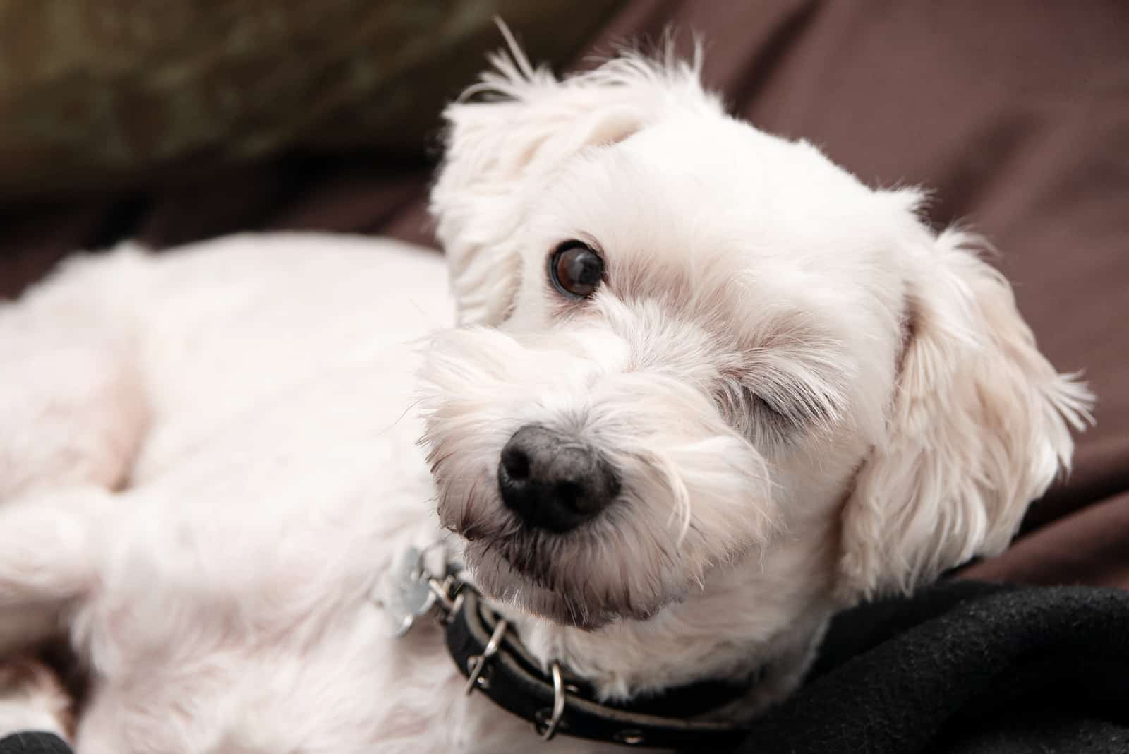perro blanco guiñando un ojo