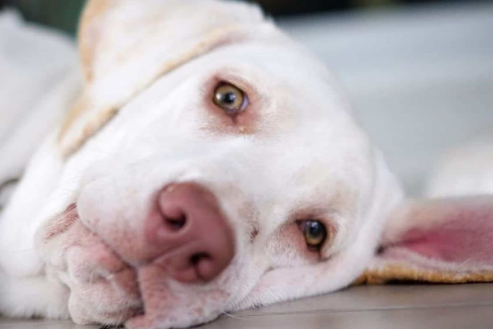 dudley labrador blanco