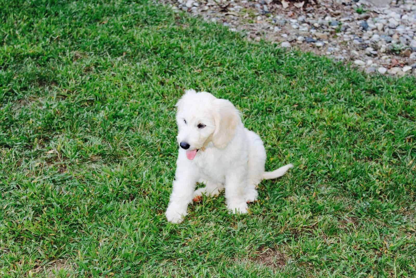 goldendoodle f1 blanco de pie en la hierba tomado en ángulo alto