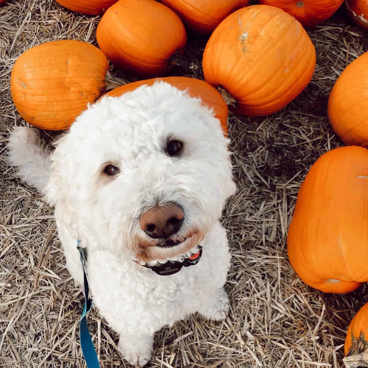 f1b labradoodle blanco