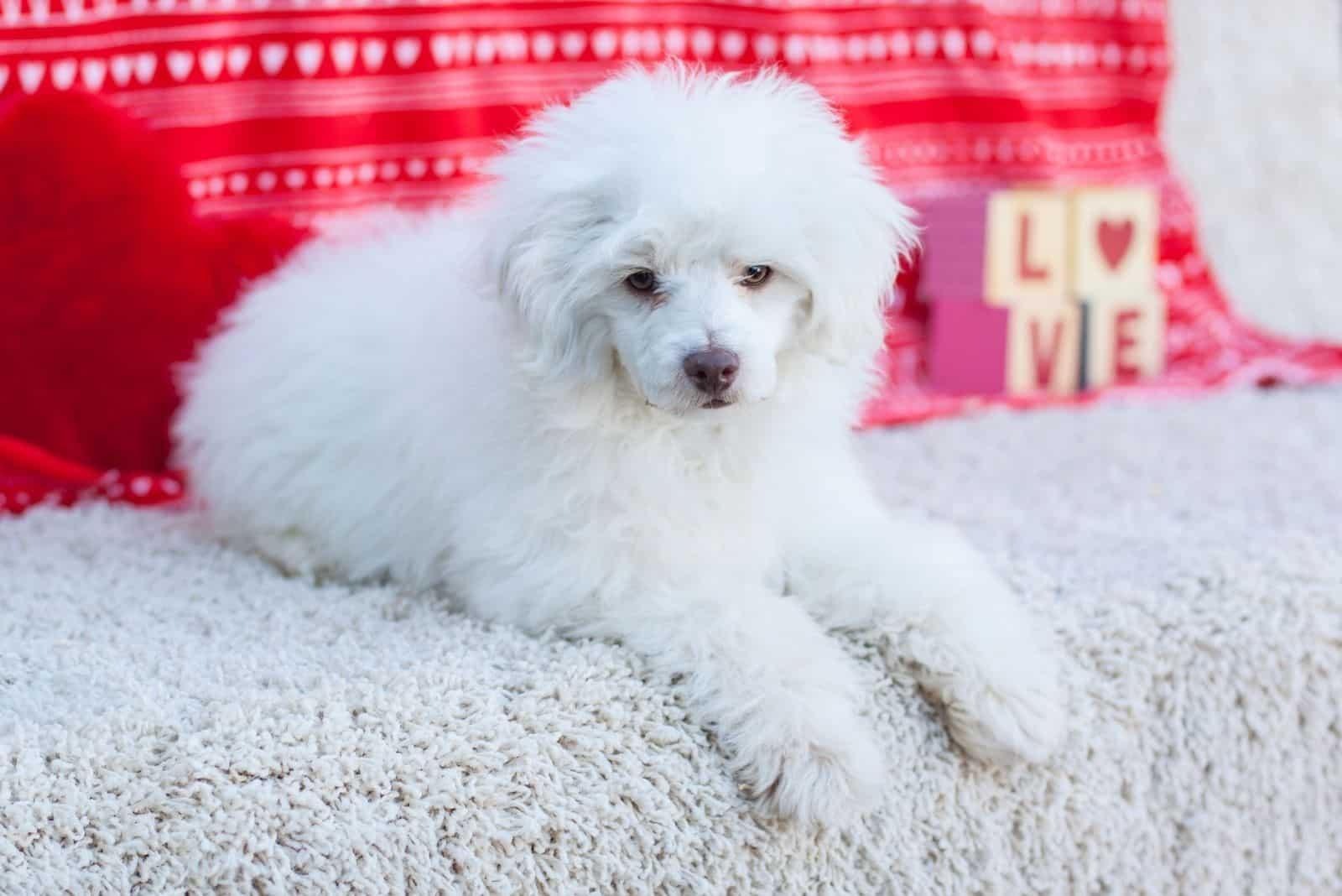 cachorro maltés blanco esponjoso acostado en la alfombra con cajas de AMOR al lado del perro