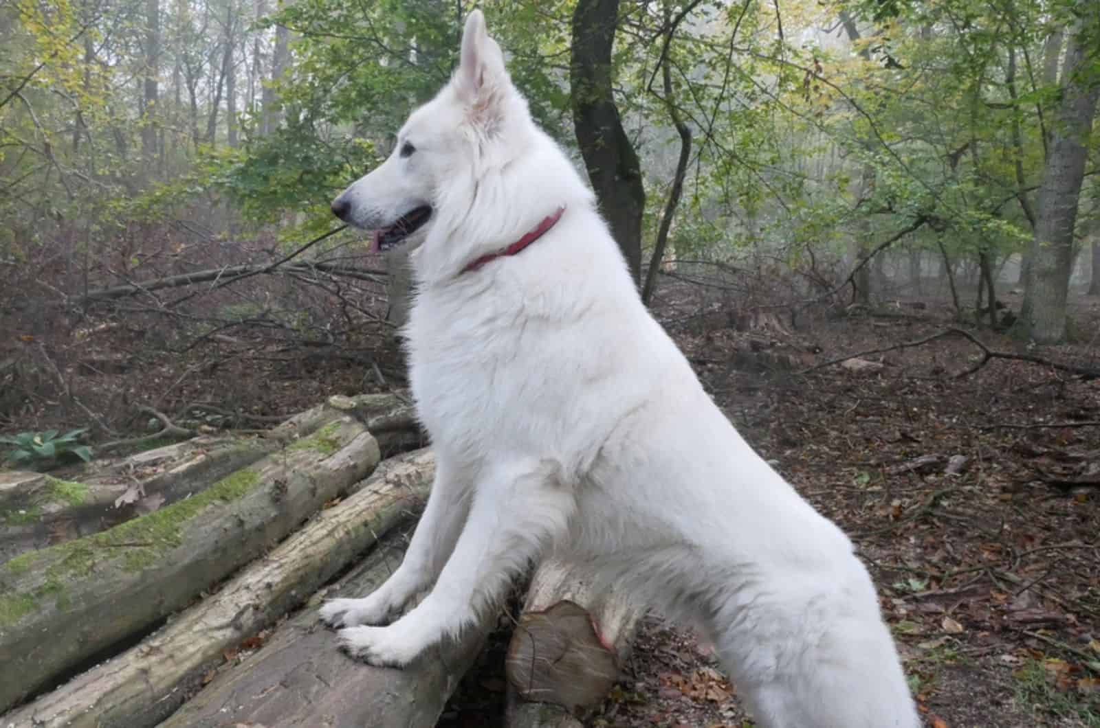 pastor alemán blanco en el bosque