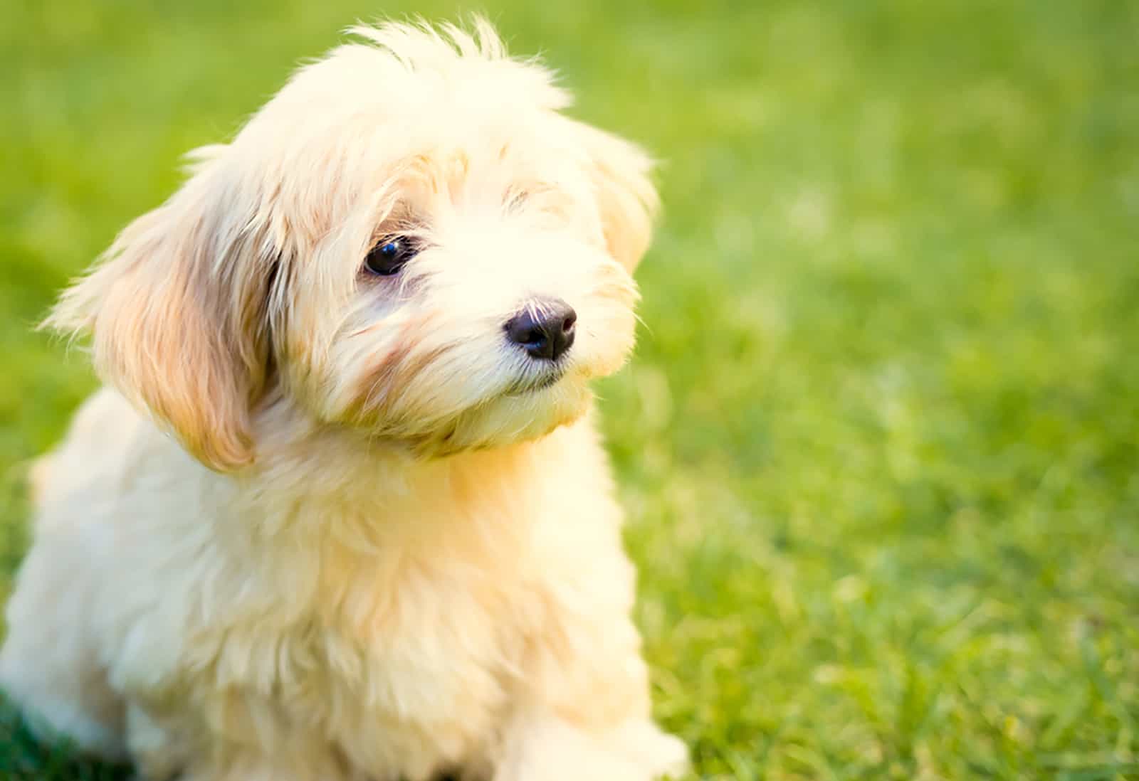 cachorro havanese blanco en el césped