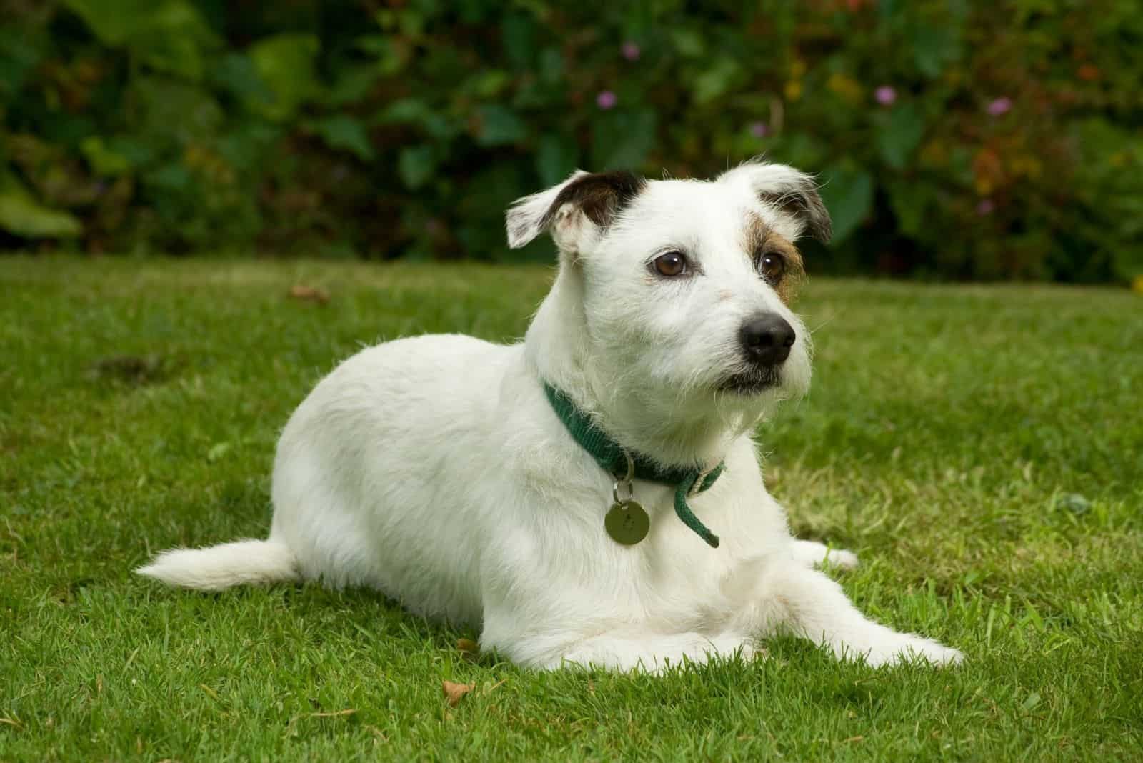 jack russell blanco con manchas negras y marrones acostado en el césped verde del jardín