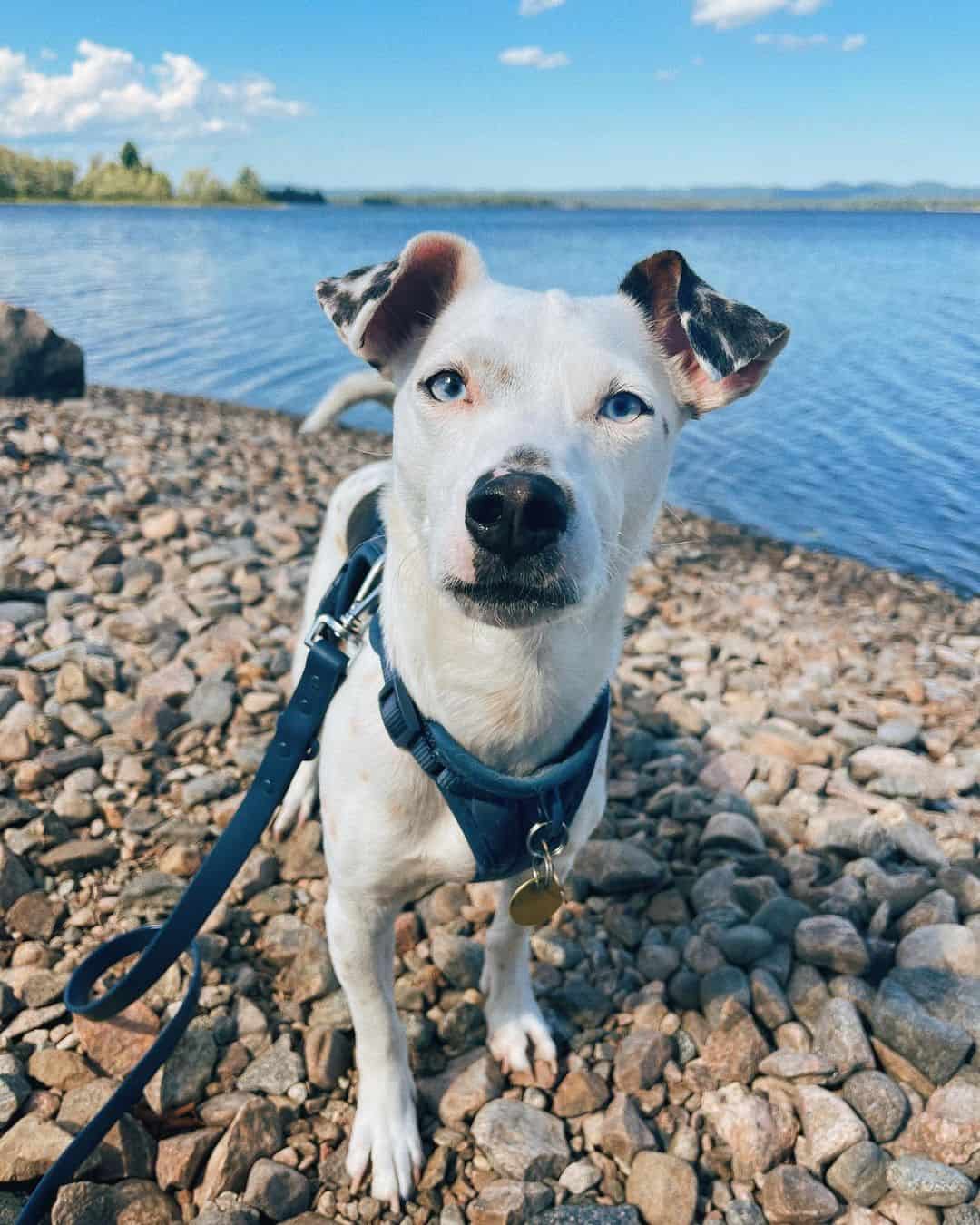 jack russell dachshund mix blanco