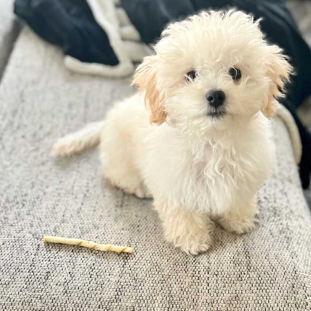 maltipoo blanco en la cama mirando a la cámara