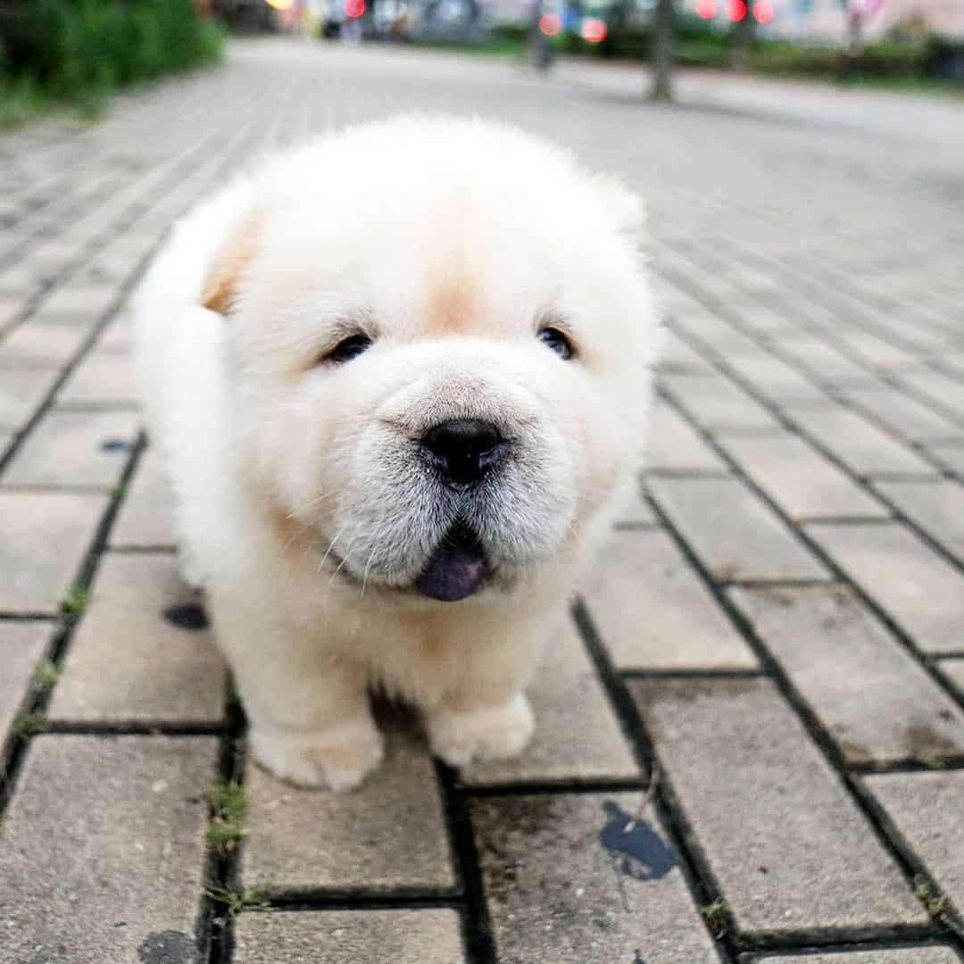 mini chow chow blanco en la calle