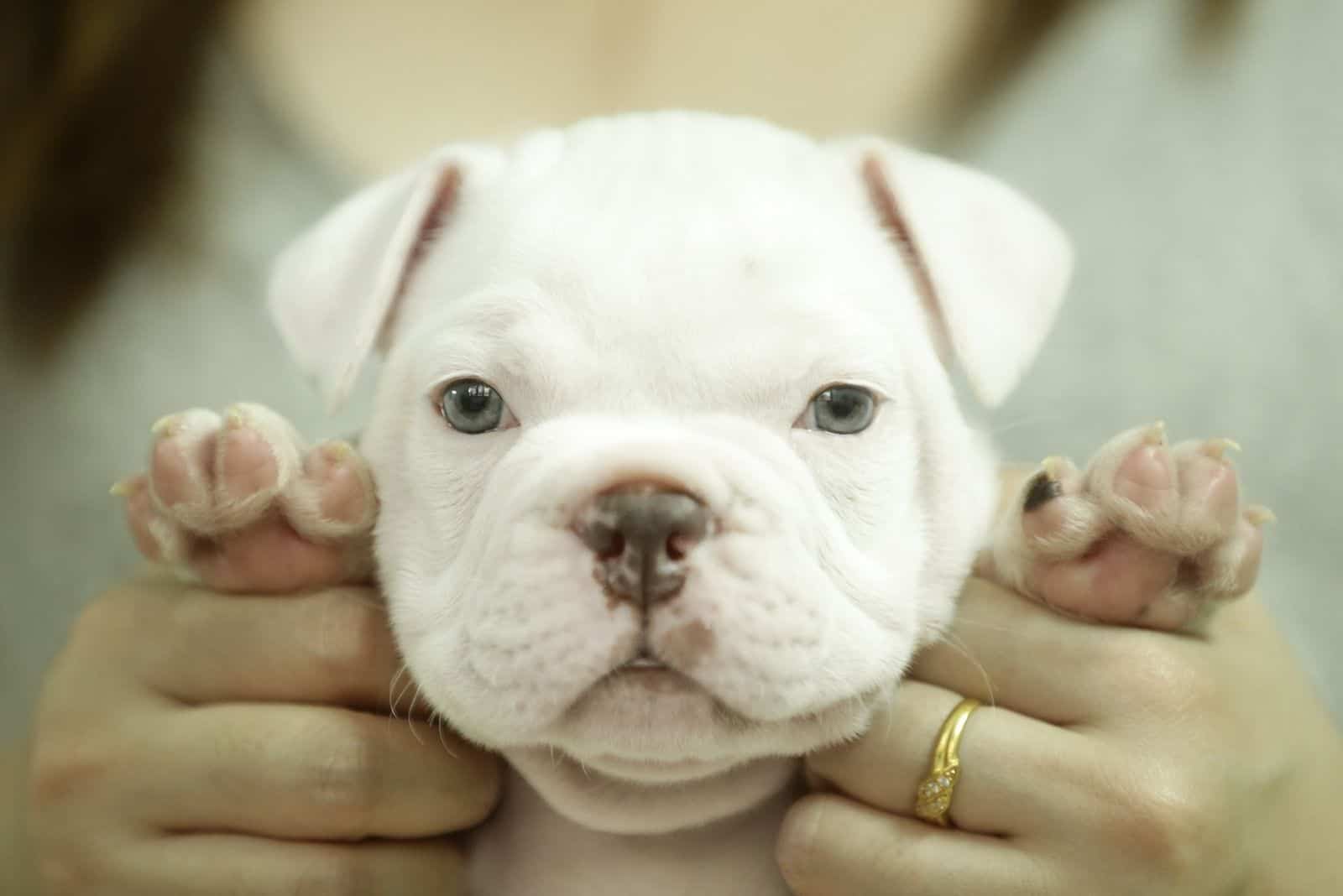 cachorro mini exotic bully blanco sostenido por una mujer