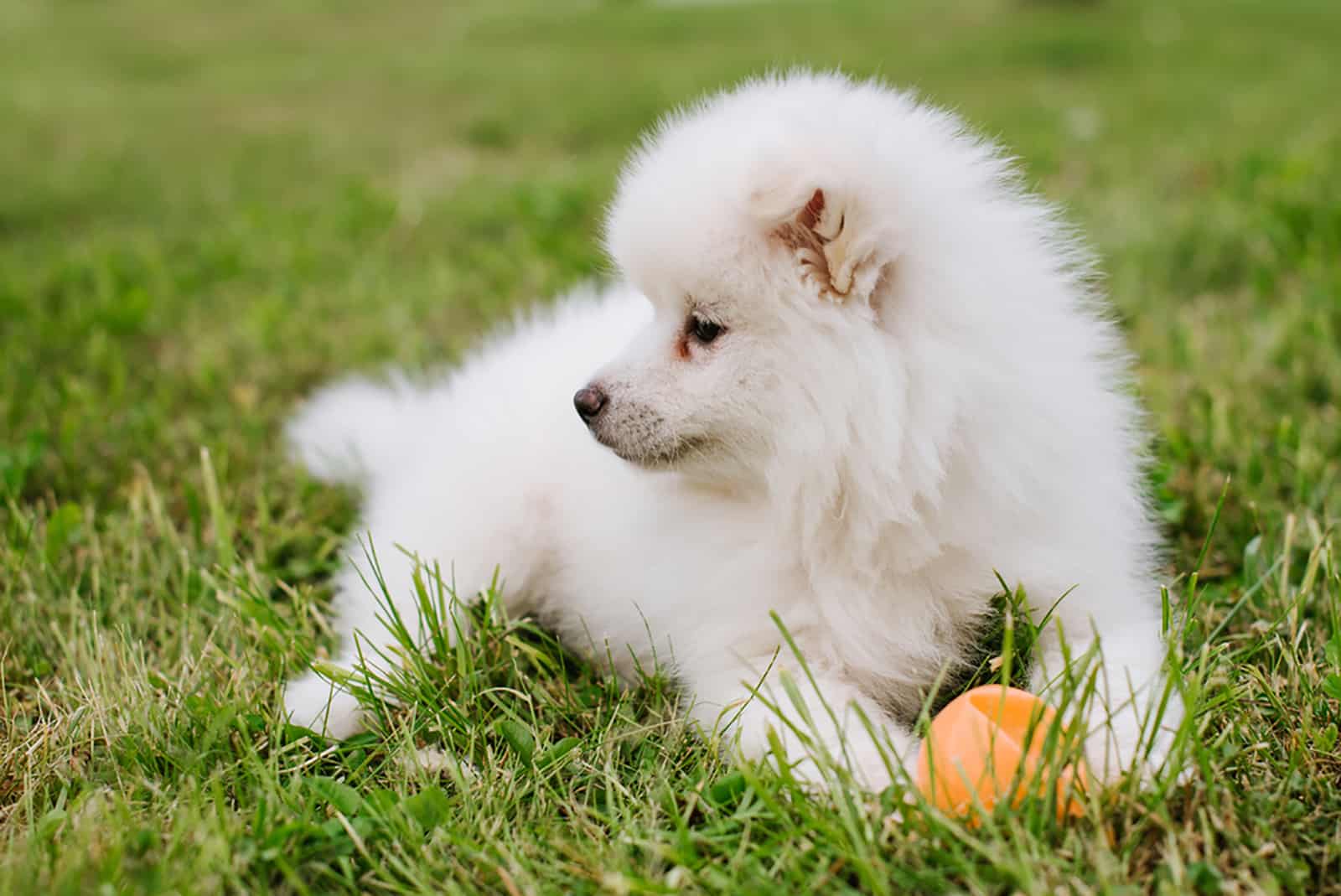 cachorro pomsky blanco jugando con una pelota en el parque