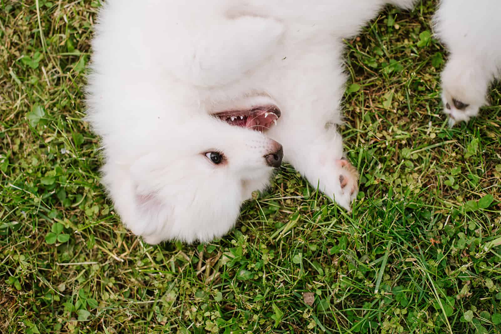 cachorro pomsky blanco acostado en el césped