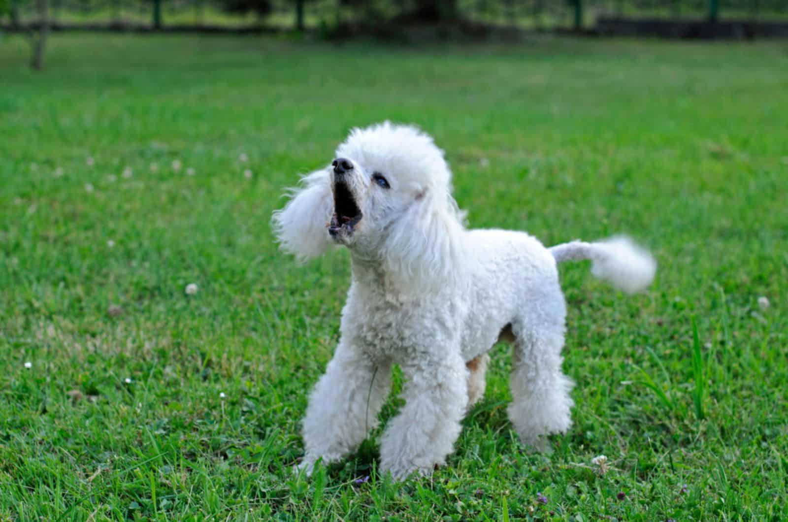 caniche blanco jugando al aire libre