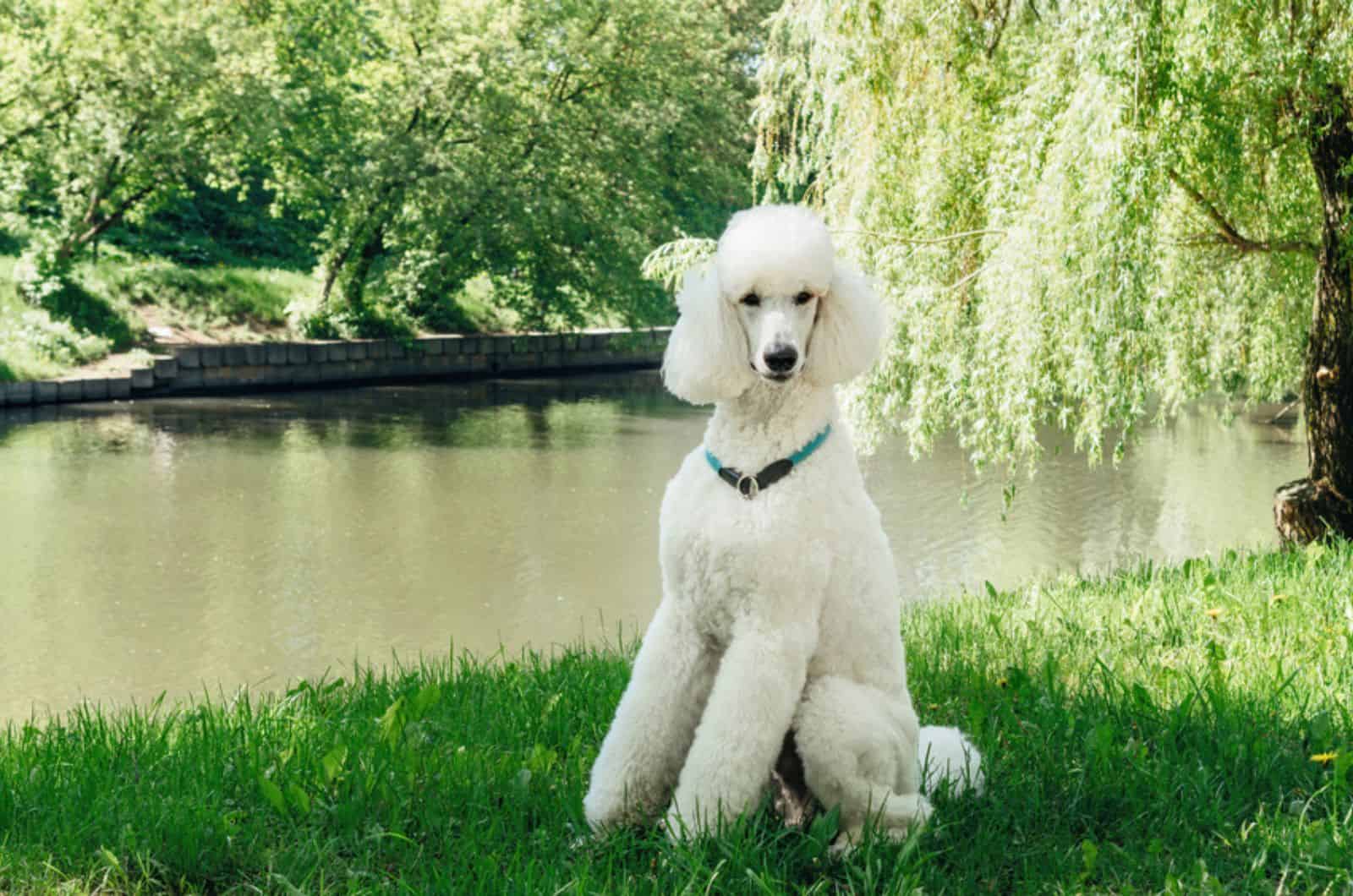poodle blanco sentado en el césped
