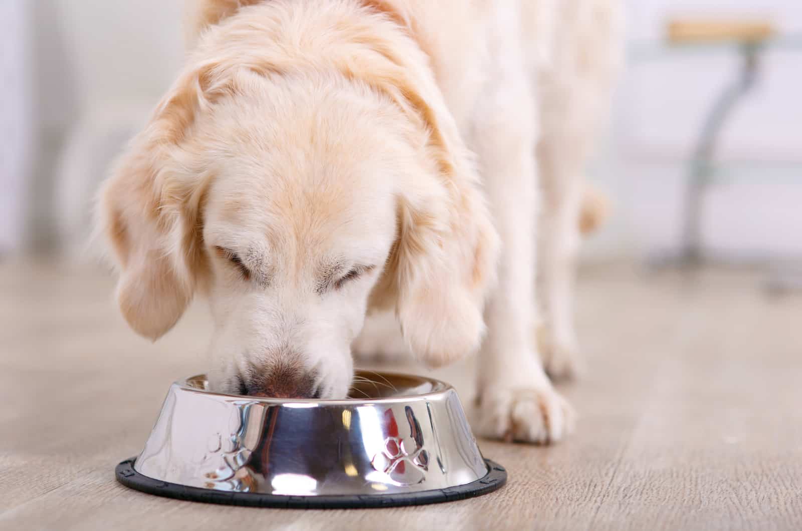 cachorro blanco comiendo de un cuenco