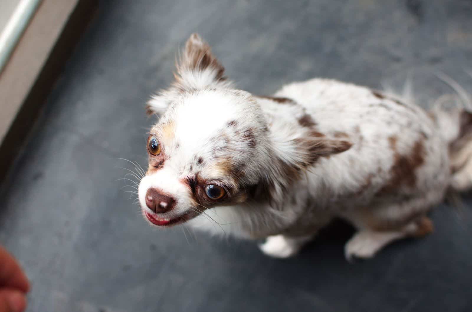 manchas blancas en la nariz de un perro