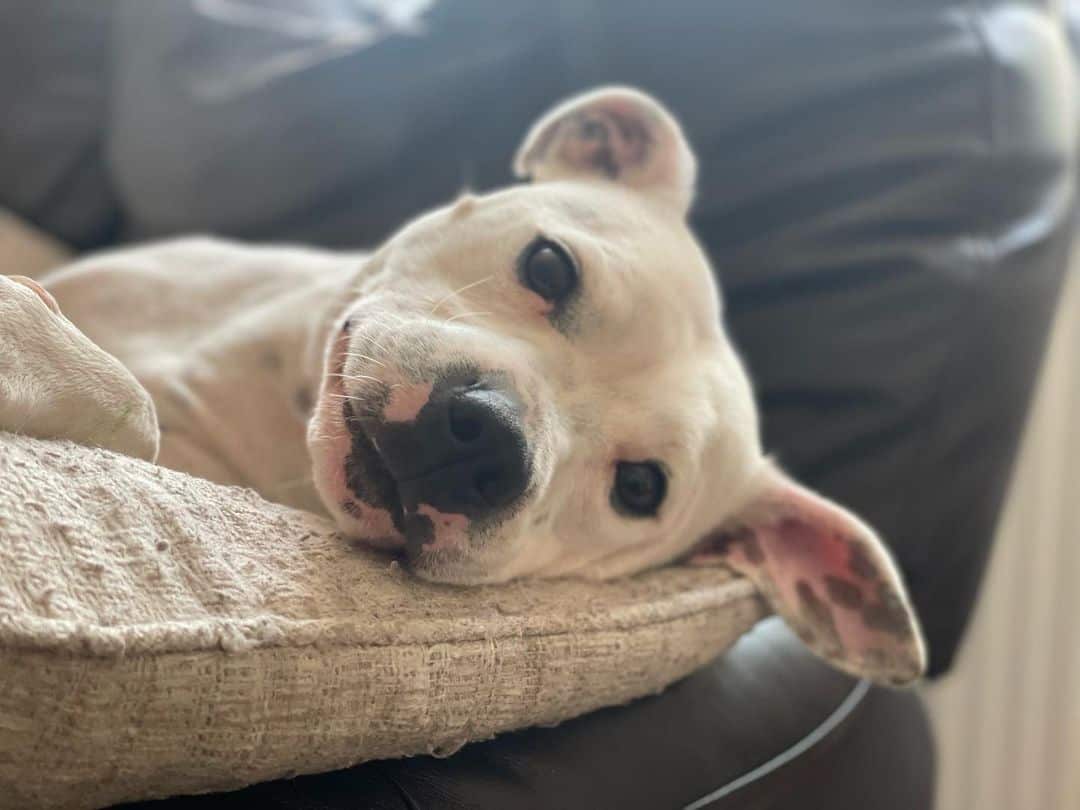 Staffordshire Bull Terrier blanco