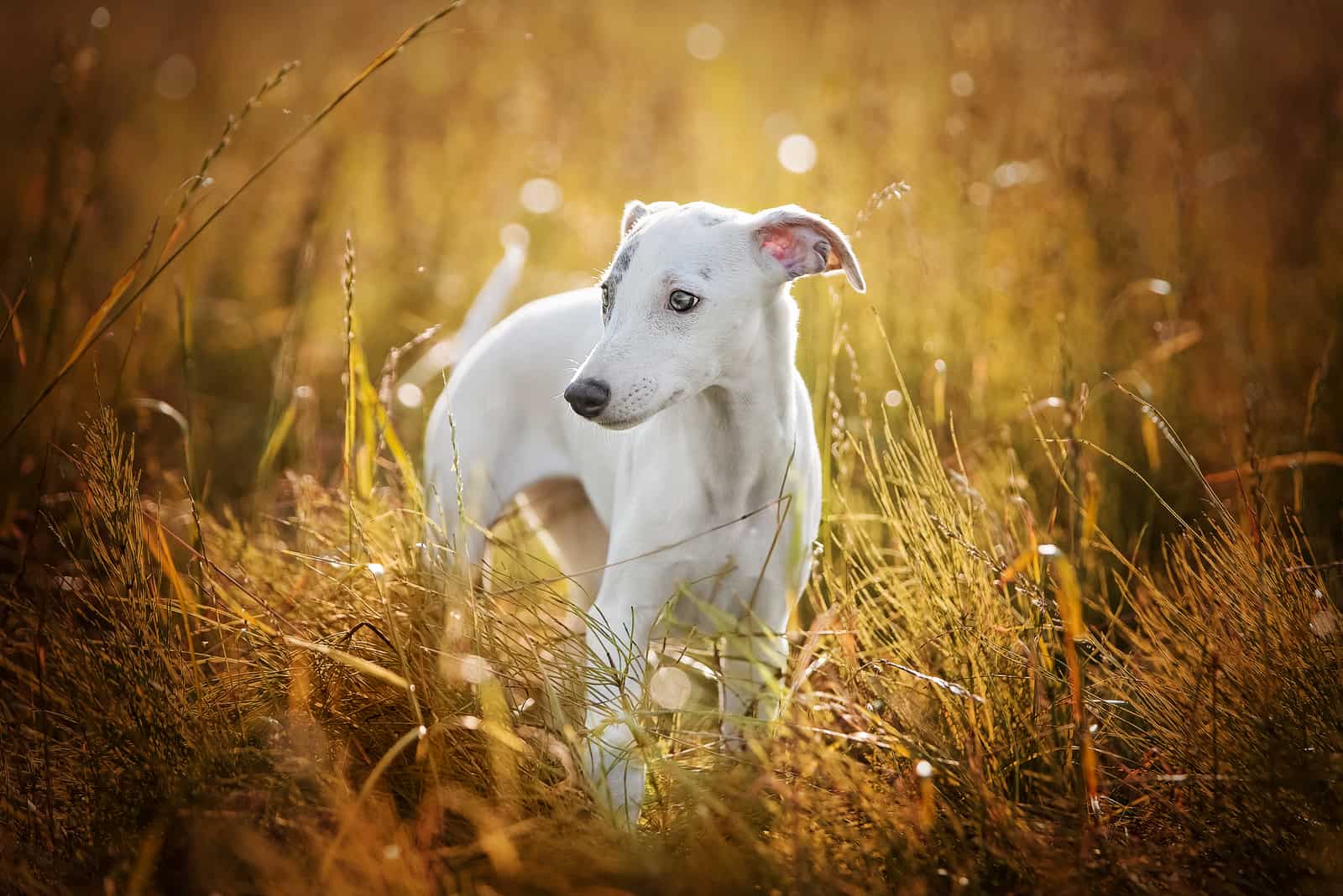 cachorro whippet blanco