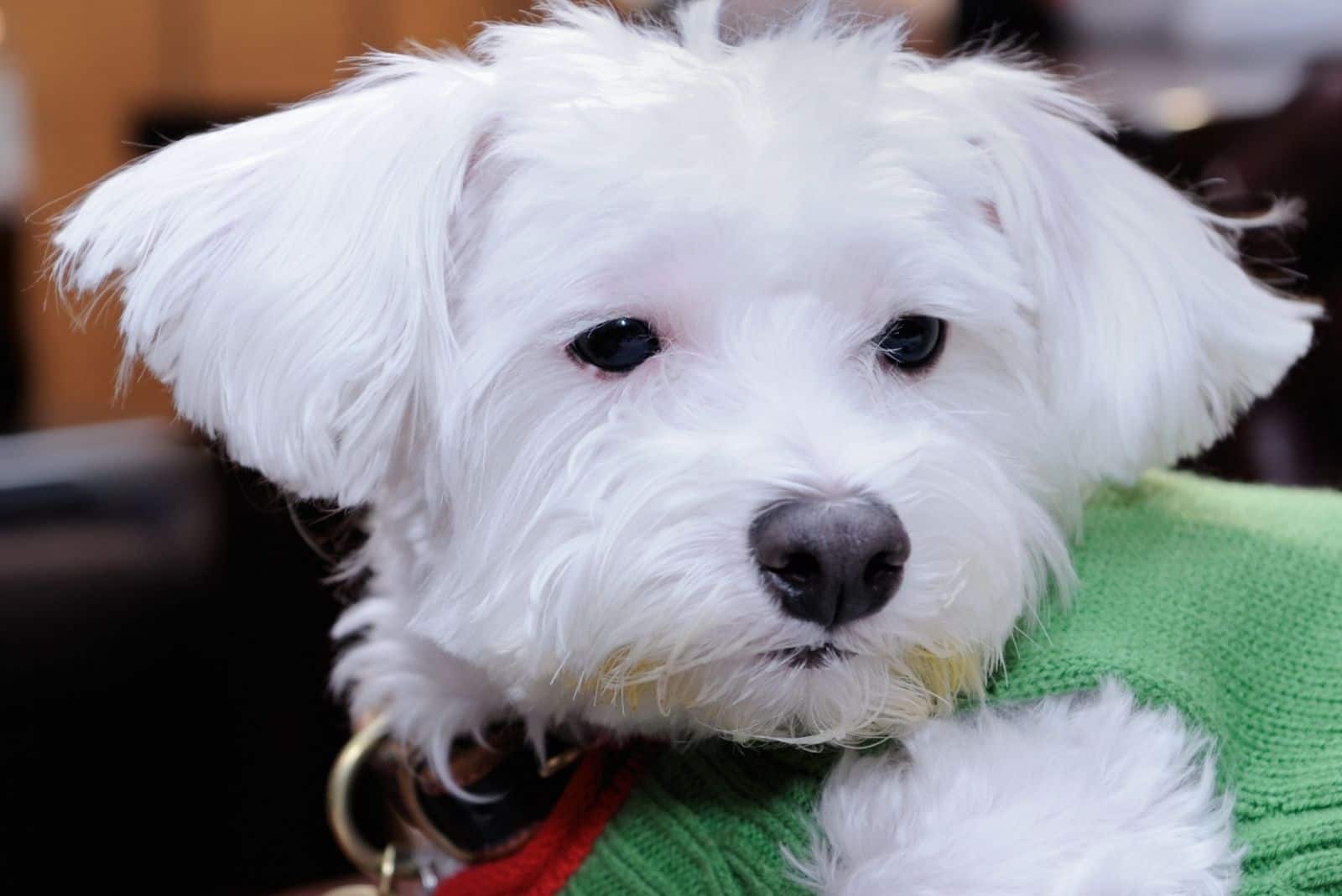 Yorkie poo blanco disfrazado en fotografía de cerca