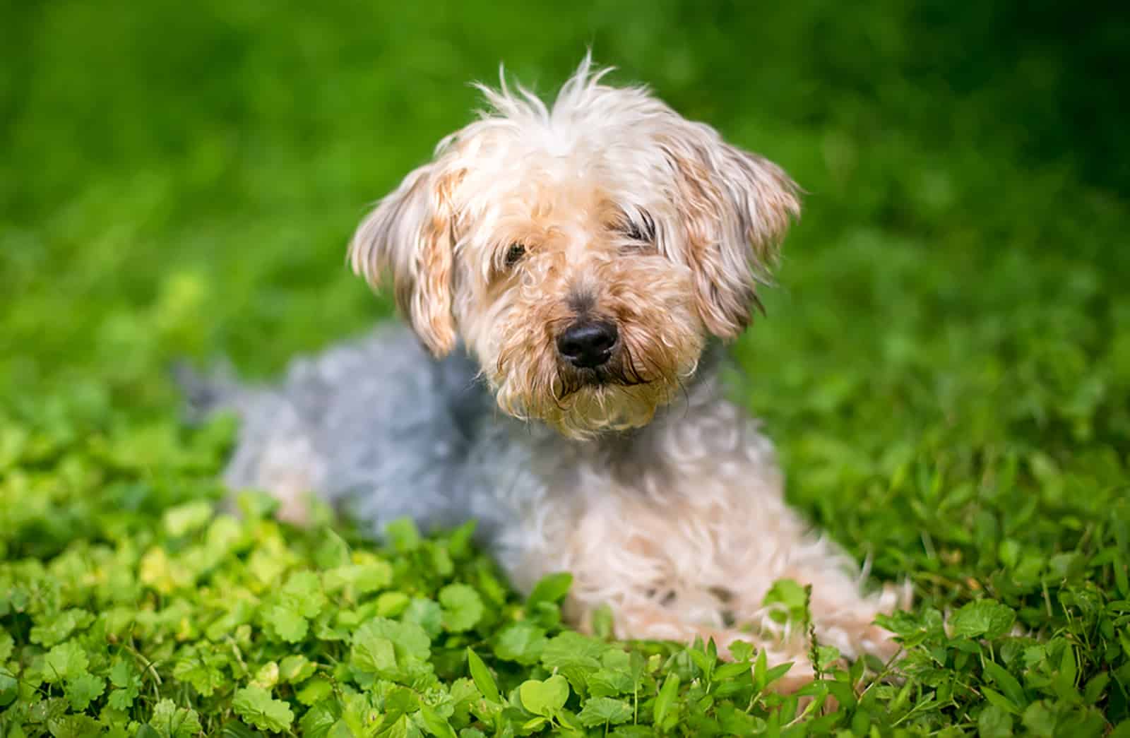 perro yorkiepoo blanco acostado en el césped