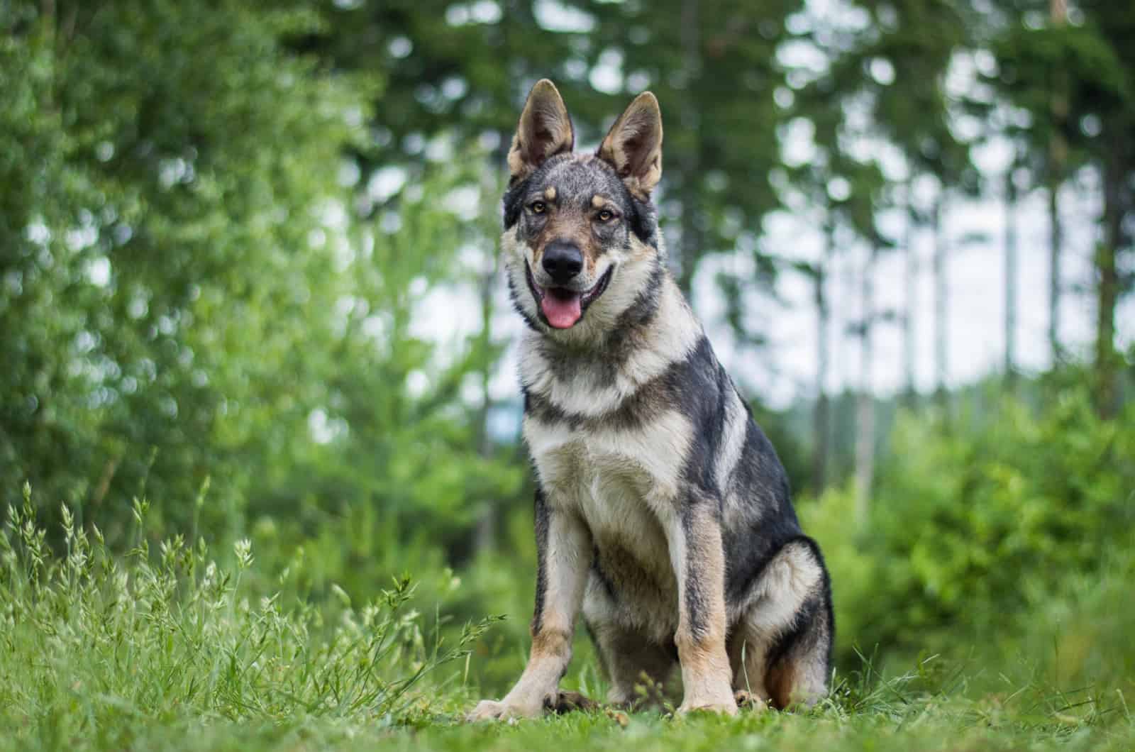 raza de perro lobo