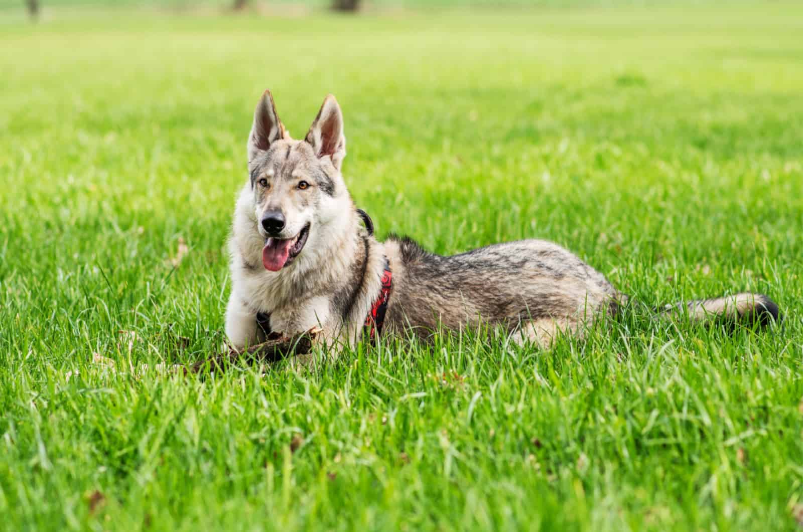 perro lobo en el césped