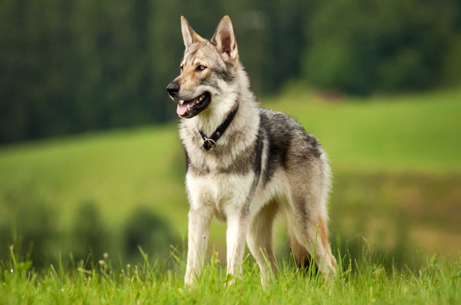 perro lobo en el prado