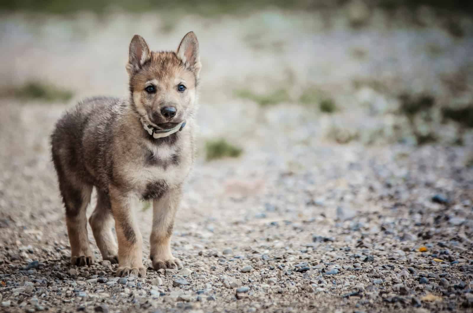 cachorro de perro lobo