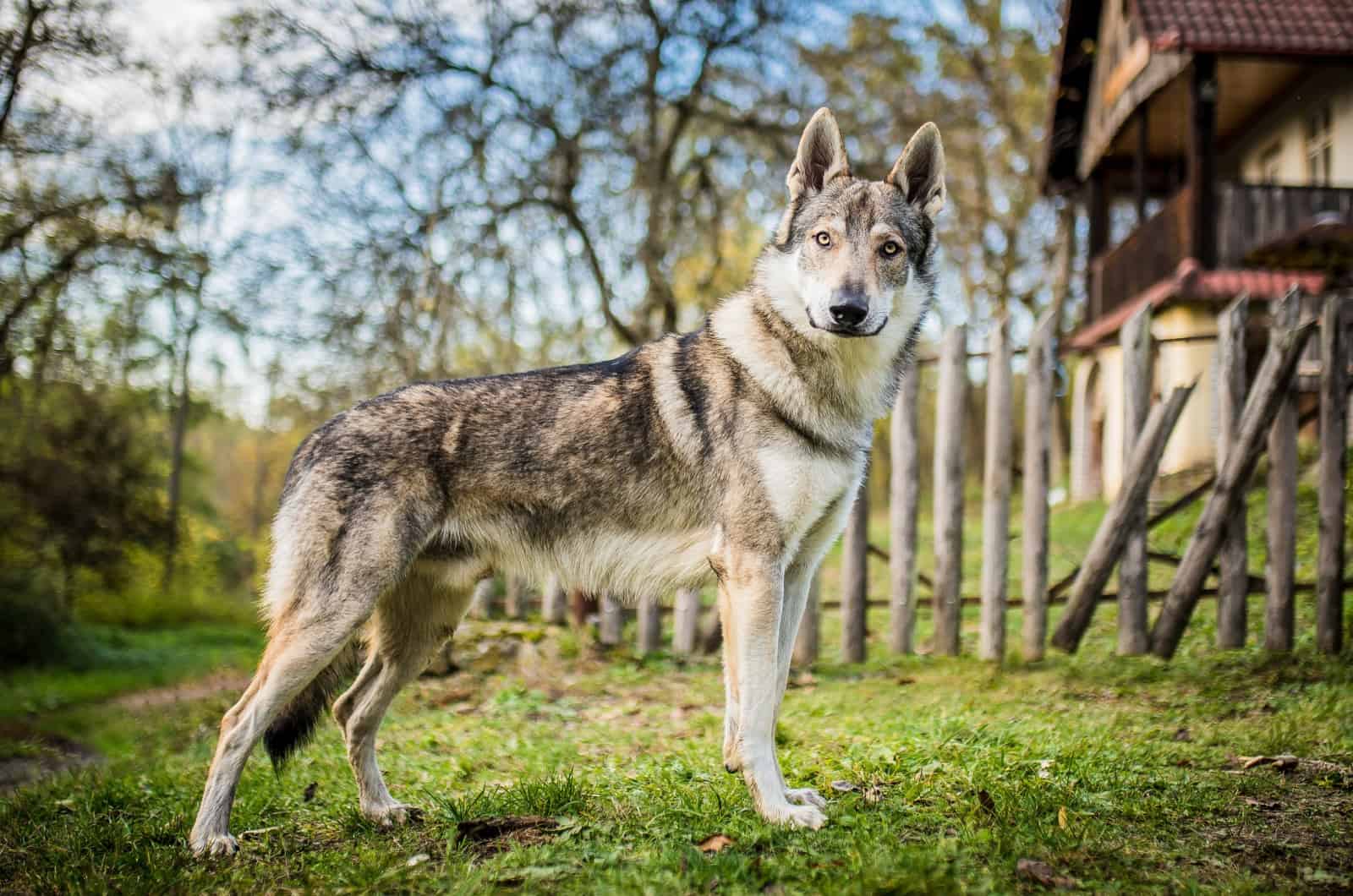 perro lobo de pie