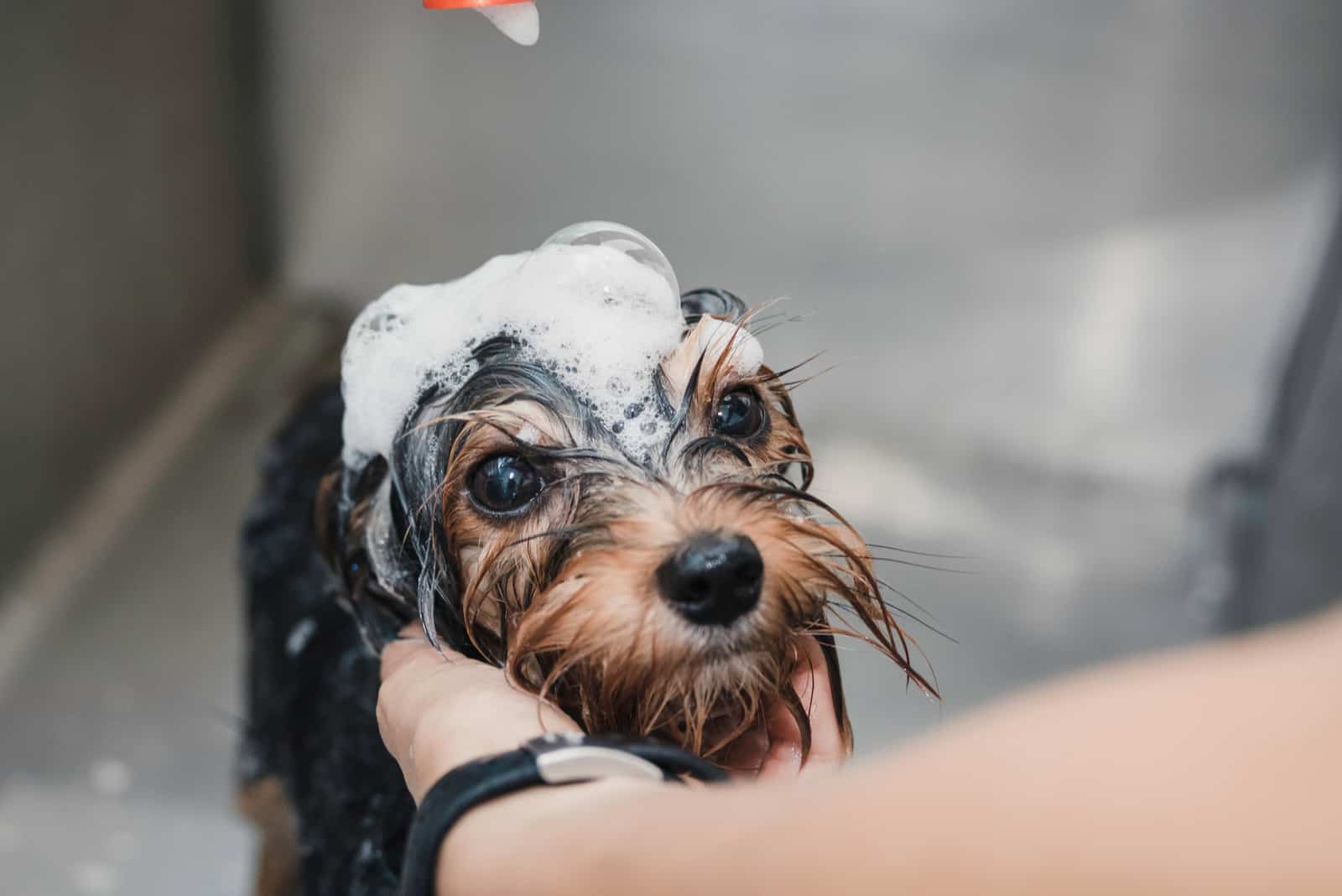 mujer bañando yorkie en la bañera