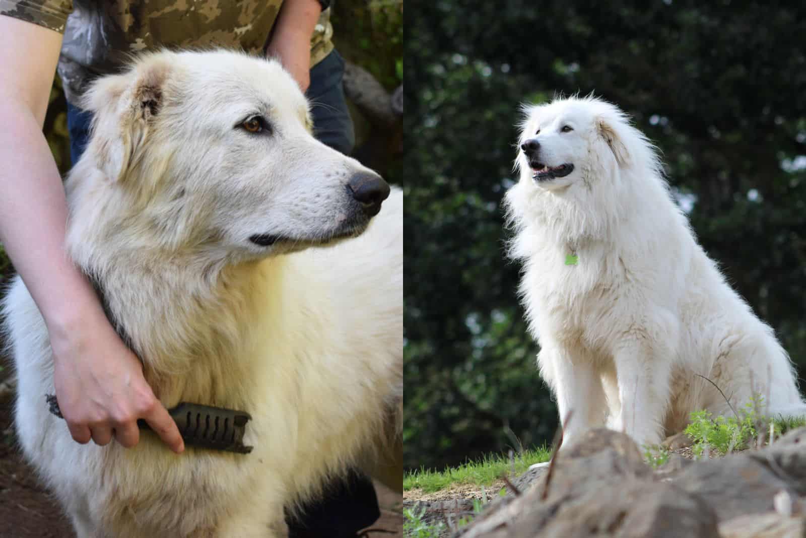 mujer cepilla a Perro de Pastoreo Maremmano y Gran Pirineo descansando