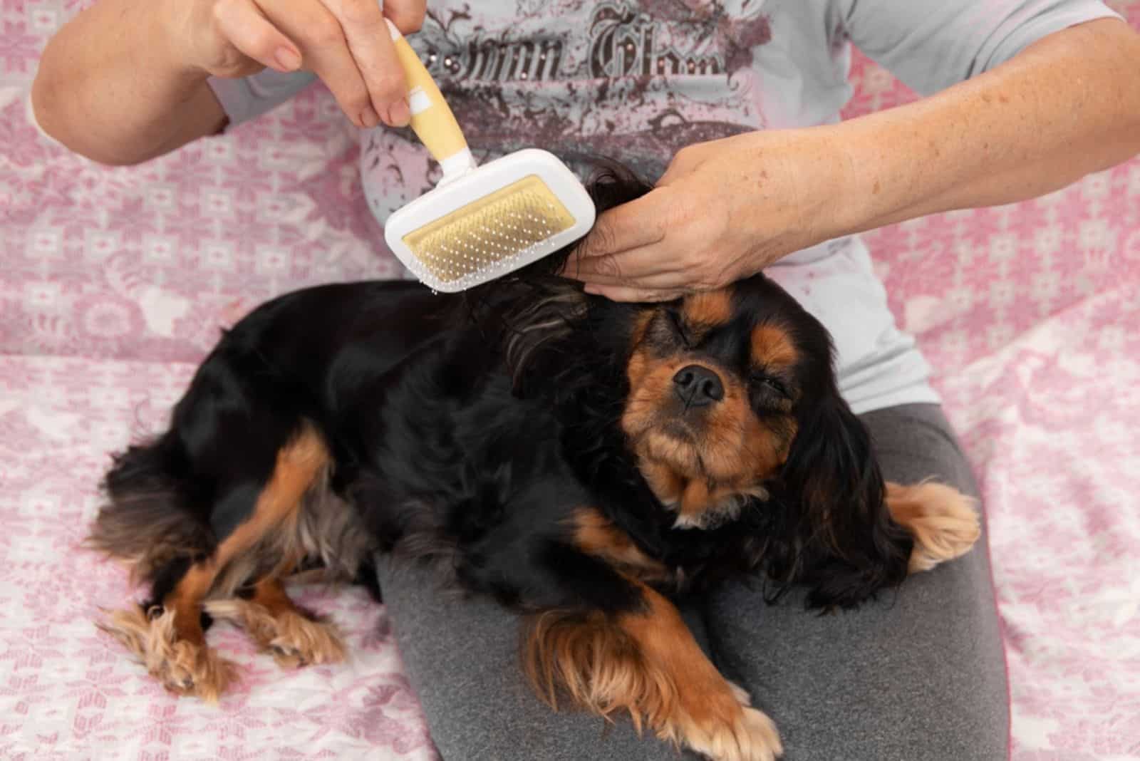mujer cepillando al perro cavalier king charles spaniel en su regazo