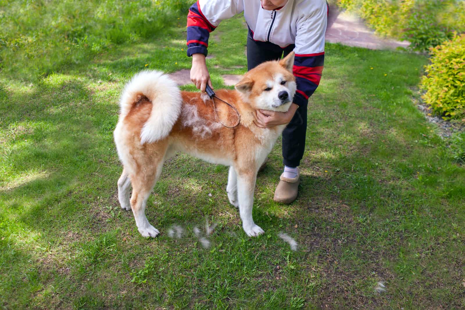 mujer cepillando perro akita inu